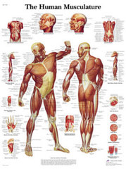 Anatomische posters