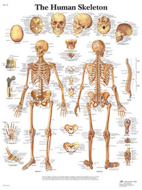 Human Skeleton VR1113 Poster