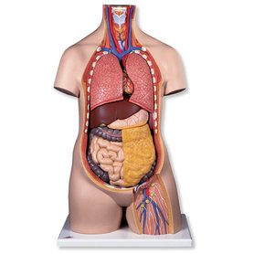 TORSO Classic Unisex, 10-delig