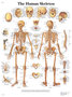 Human Skeleton VR1113 Poster
