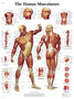 Human Musculature VR1118 Poster