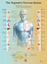 Vegetative Nervous System VR1610 Poster 