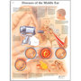 Diseases of the Middle Ear VR1252 Poster